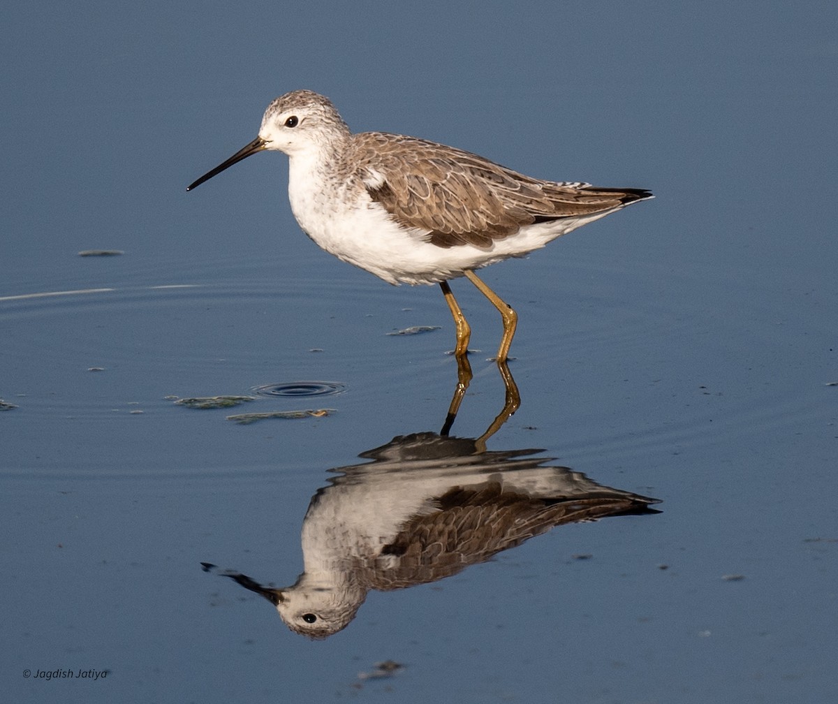 Marsh Sandpiper - ML646682772
