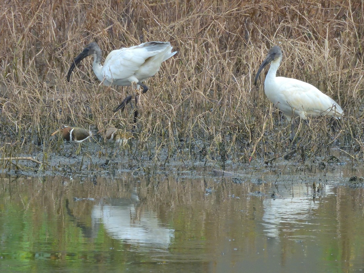 Black-headed Ibis - ML646682773