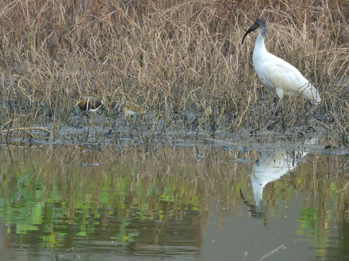 Black-headed Ibis - ML646682774