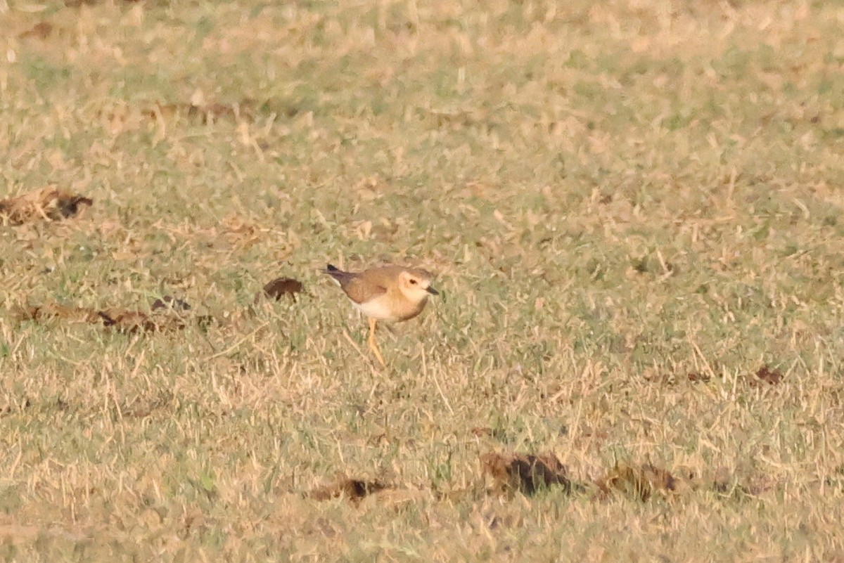 Oriental Plover - ML646682775