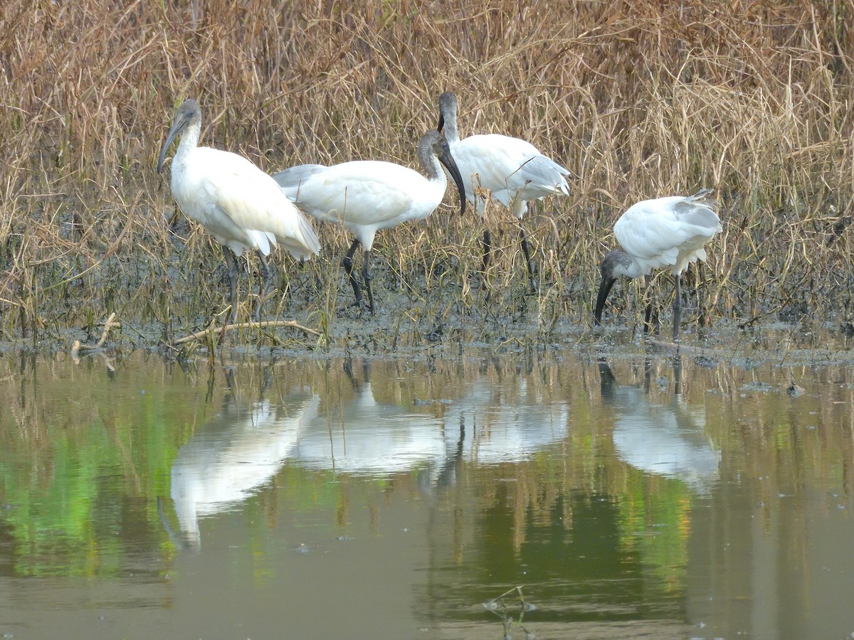 Black-headed Ibis - ML646682776