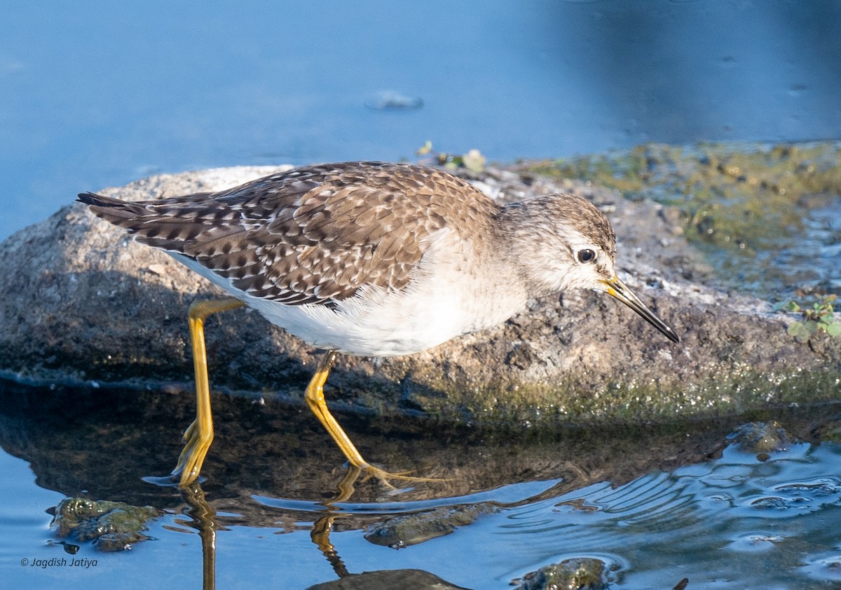 Wood Sandpiper - ML646682777