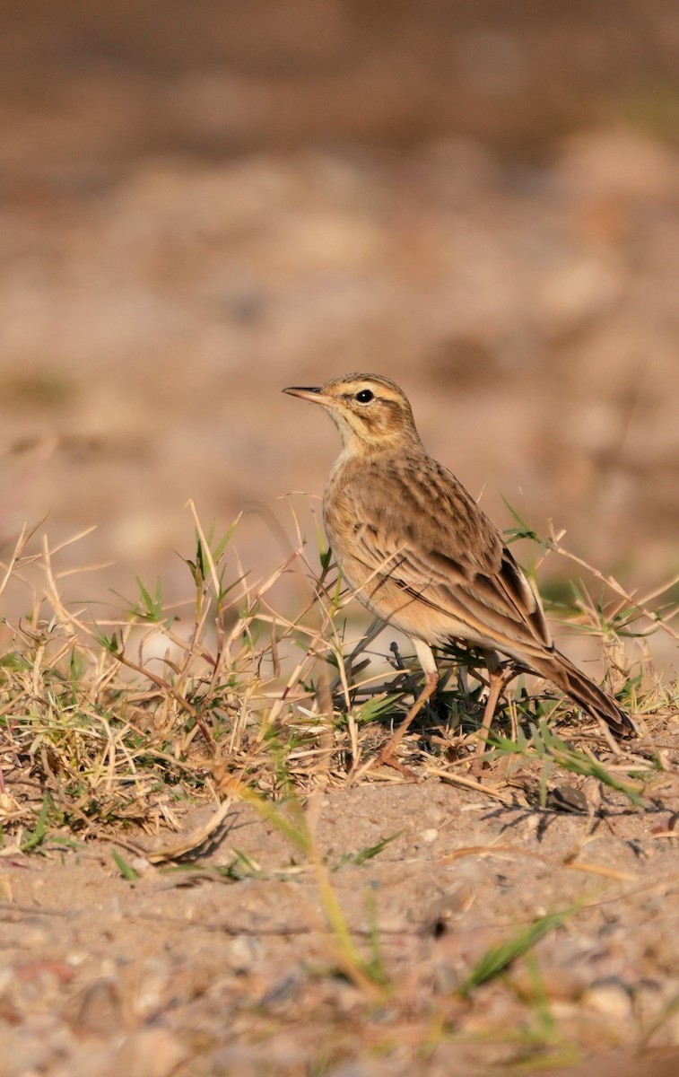 Щеврик іржастий - ML646682778