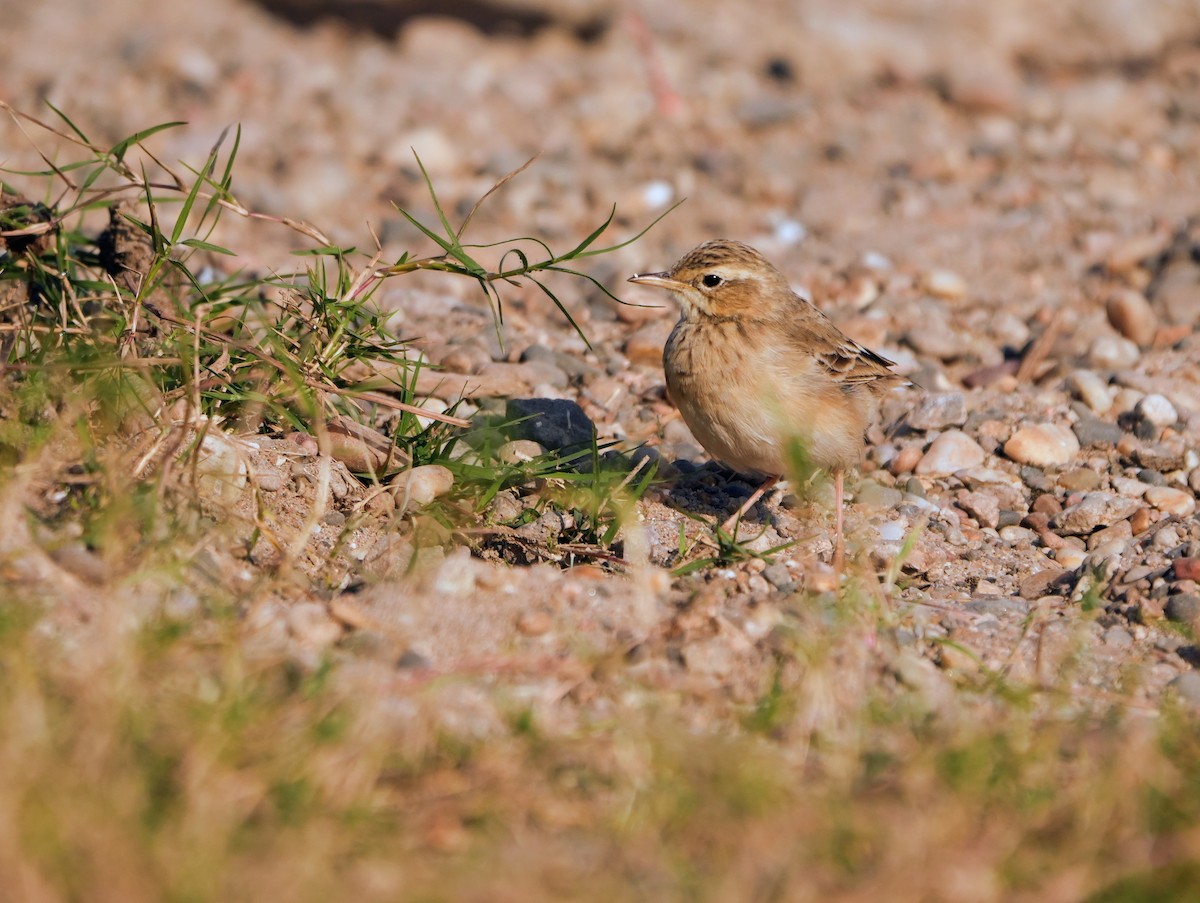 Щеврик іржастий - ML646682779