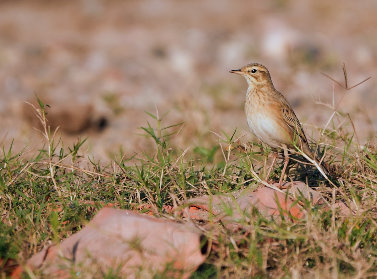 Щеврик іржастий - ML646682780