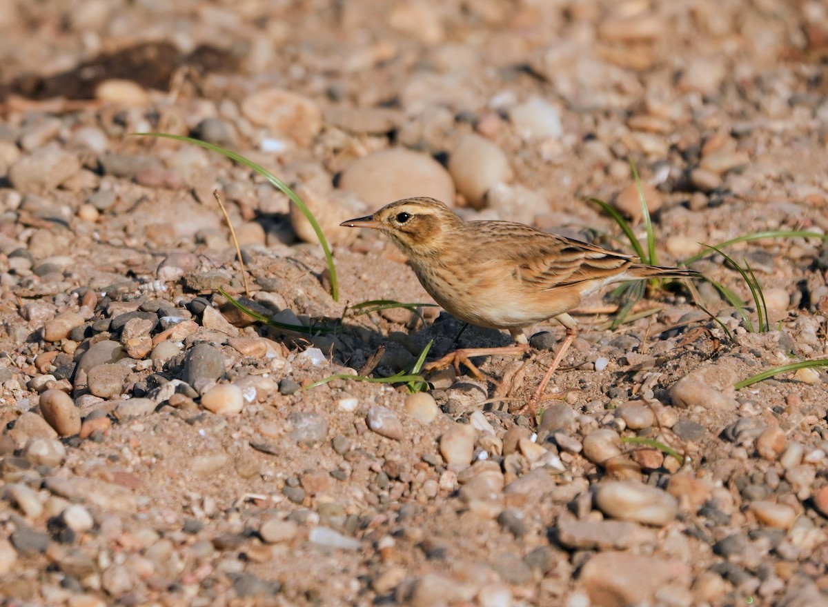 Щеврик іржастий - ML646682781