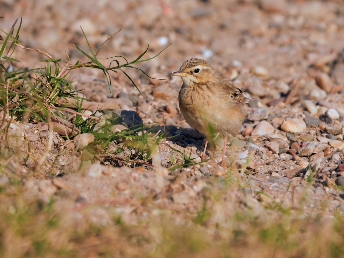 Щеврик іржастий - ML646682782