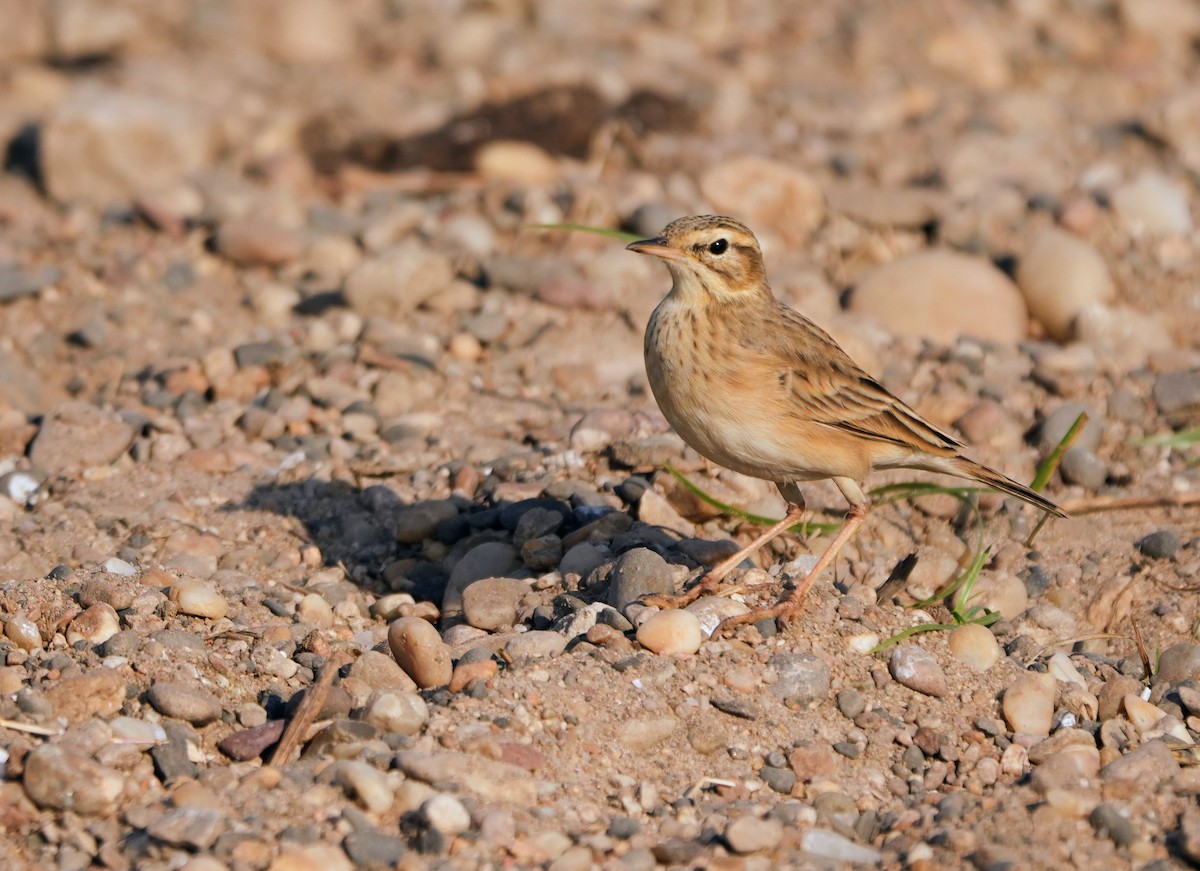 Щеврик іржастий - ML646682783
