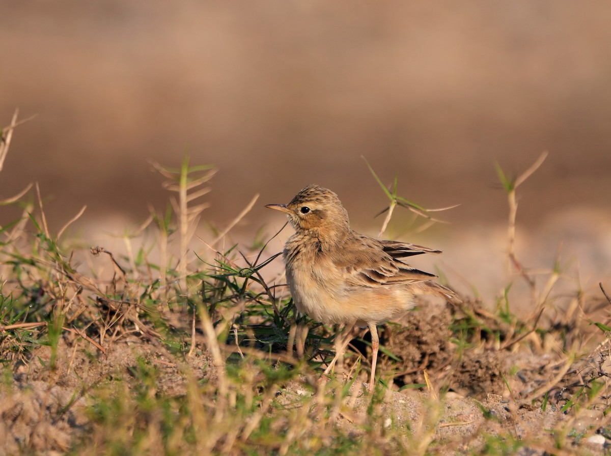 Щеврик іржастий - ML646682785