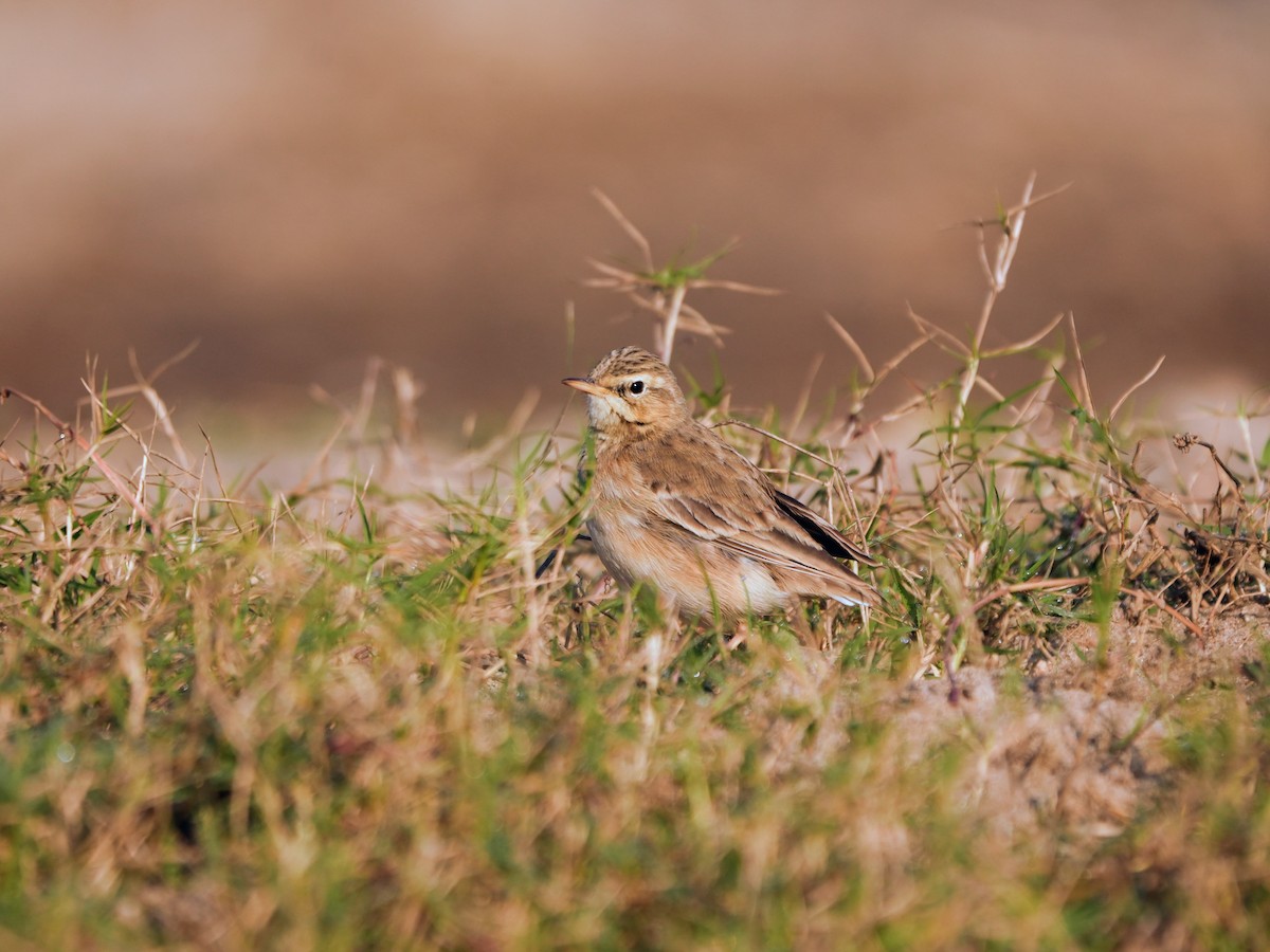 Щеврик іржастий - ML646682786
