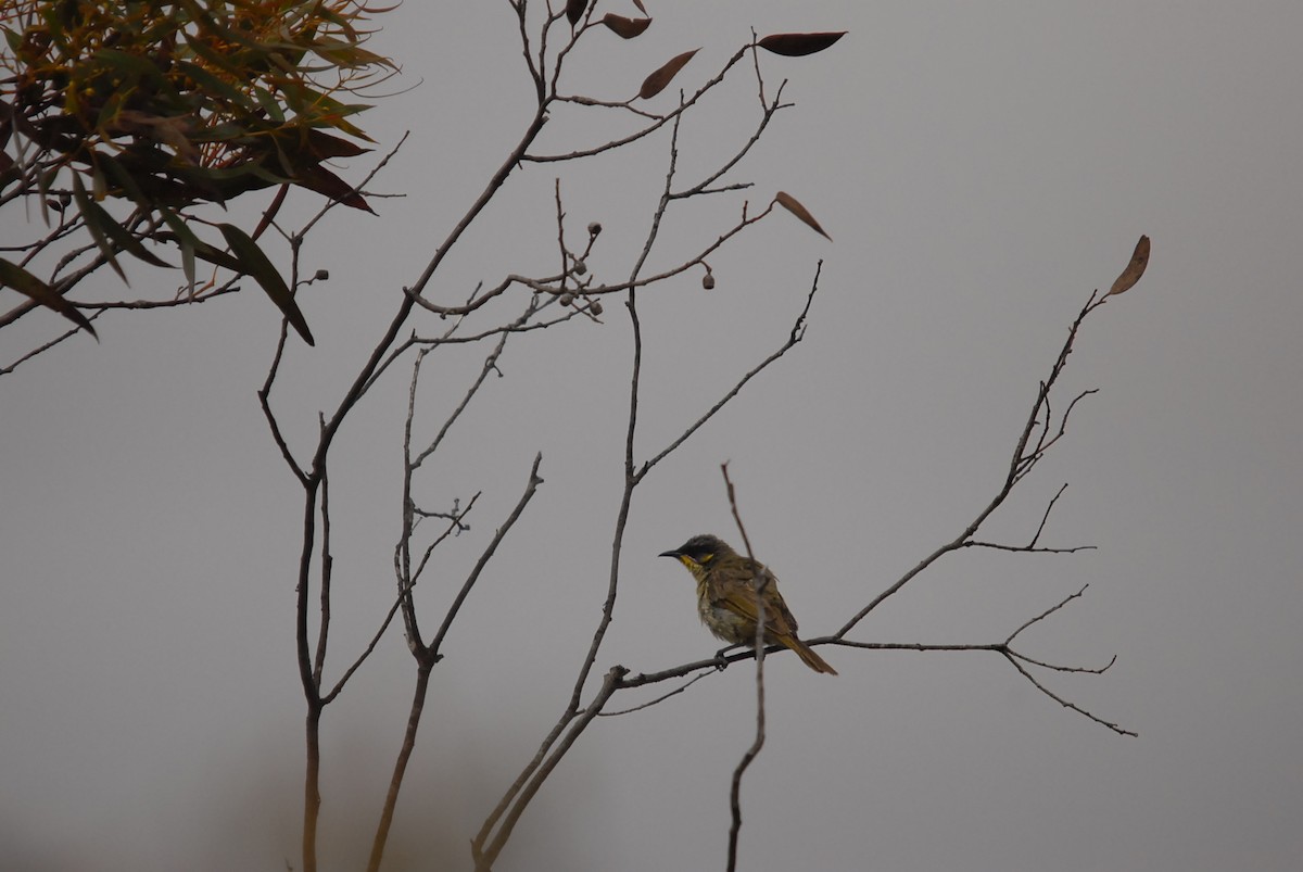 Purple-gaped Honeyeater - ML646682787