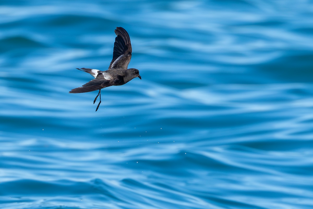 Океанник Вільсона - ML646682788