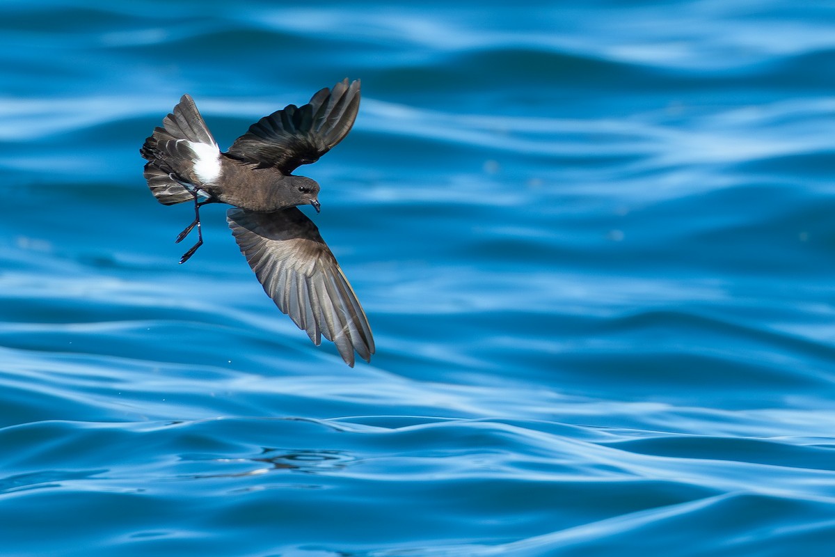 Океанник Вільсона - ML646682789