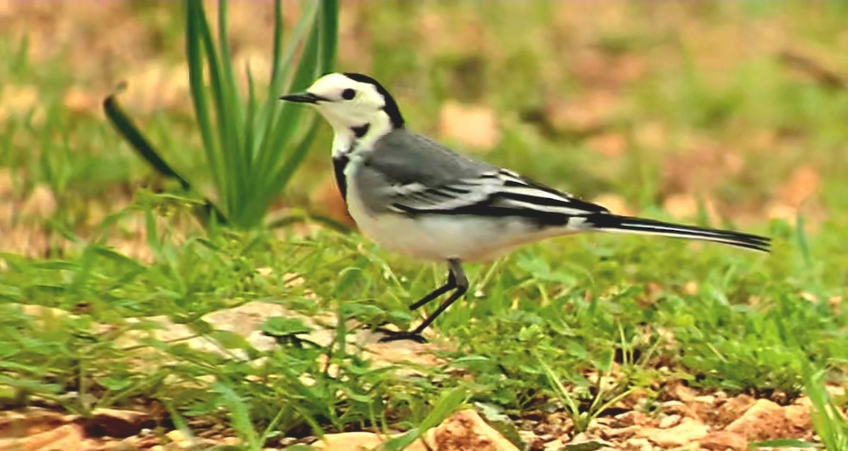 White Wagtail - ML646682790