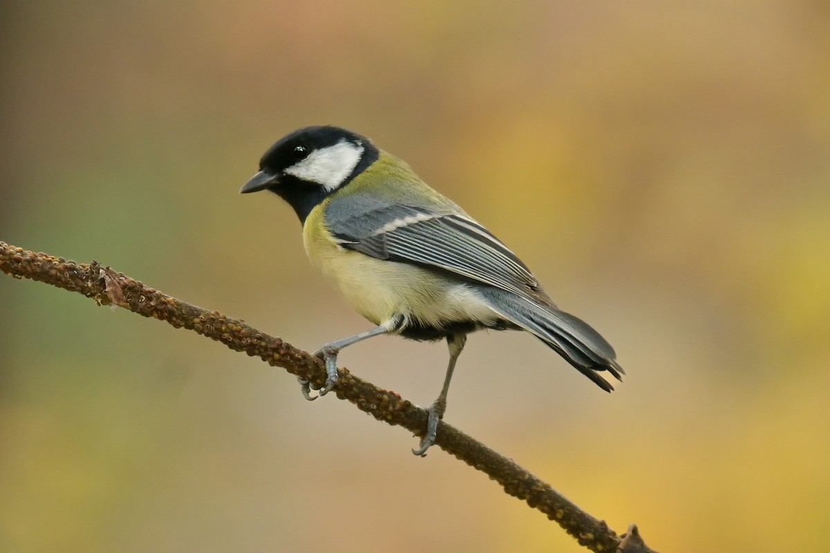 Great Tit - ML646682791