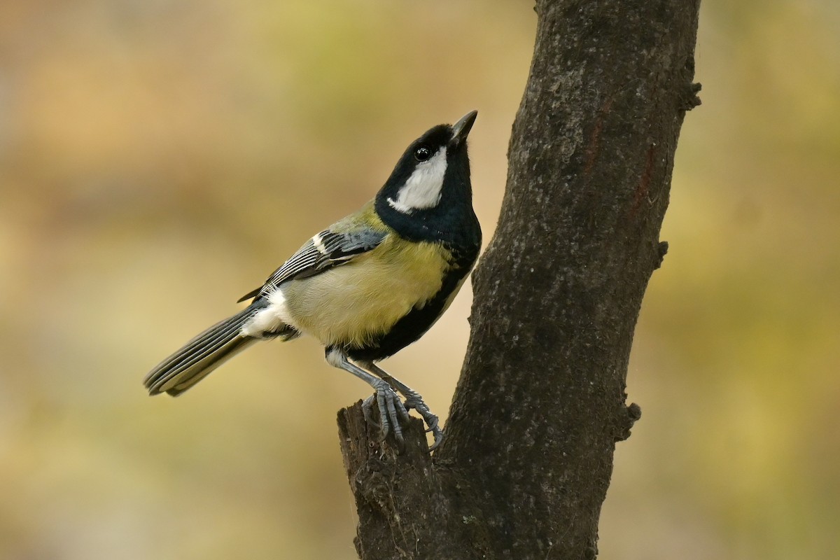 Great Tit - ML646682792