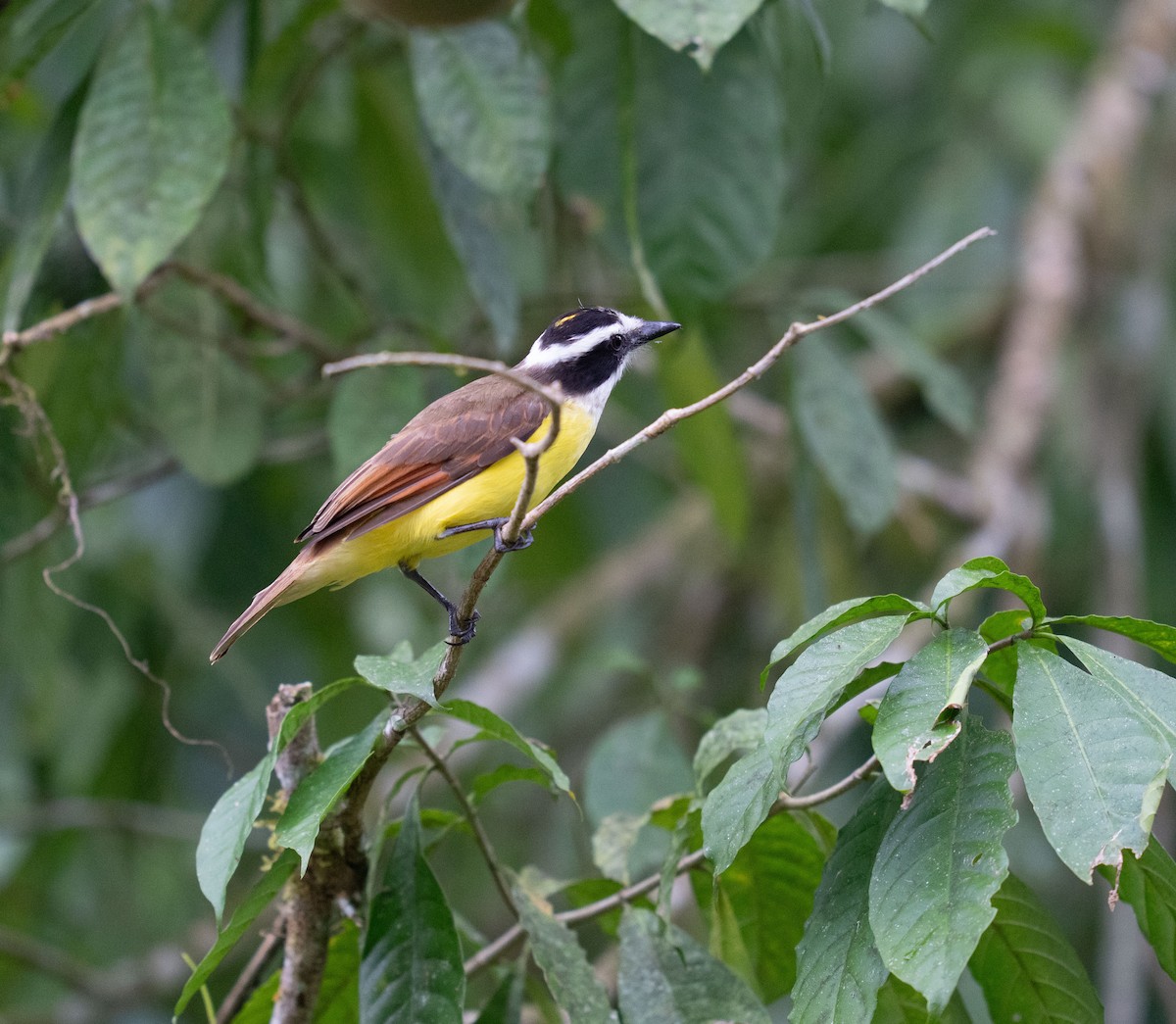 Great Kiskadee - ML646682794