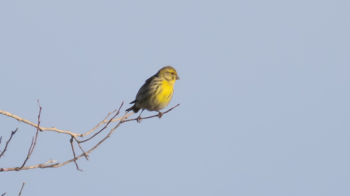 European Serin - ML646682795