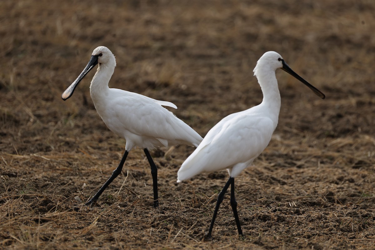 Eurasian Spoonbill - ML646682796