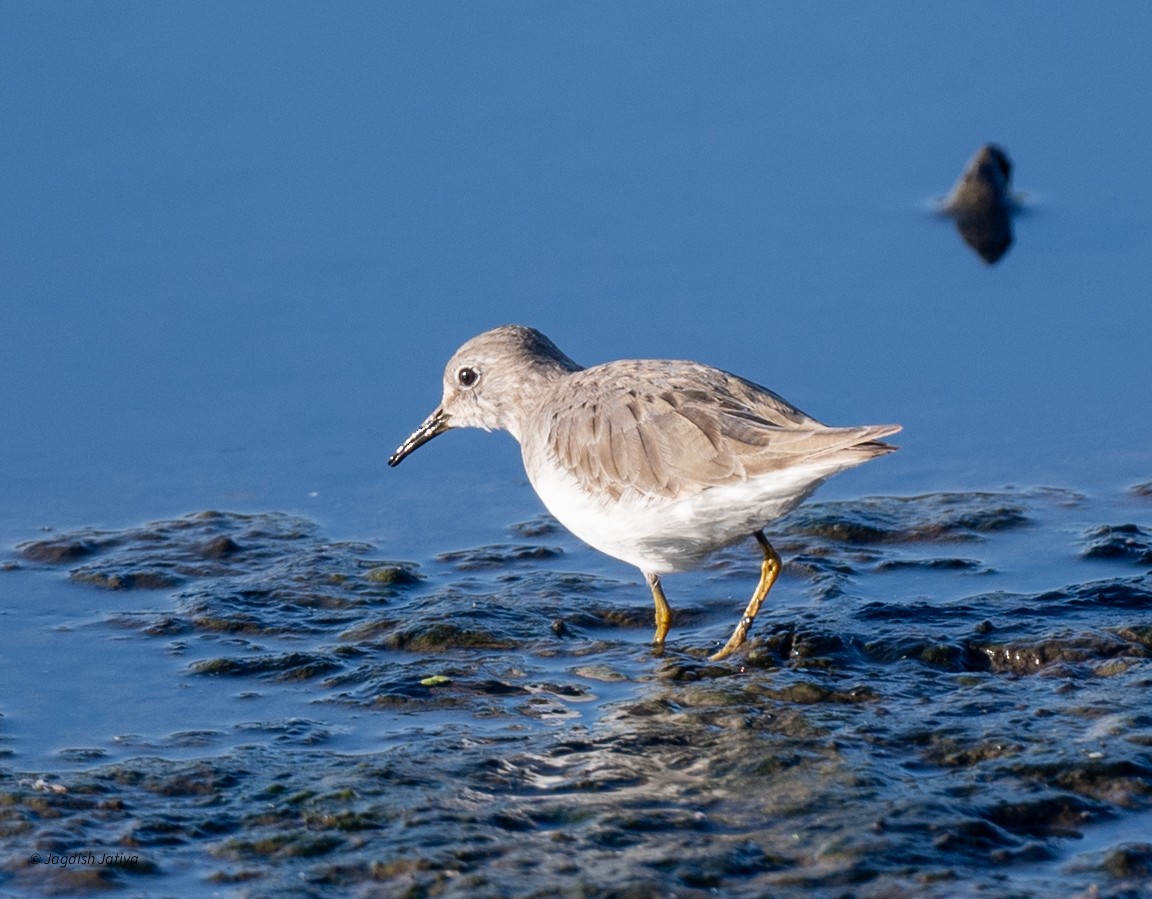 Temminck's Stint - ML646682797