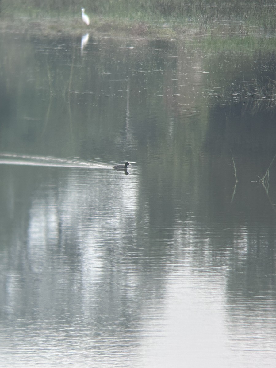 Eurasian Coot - ML646682798