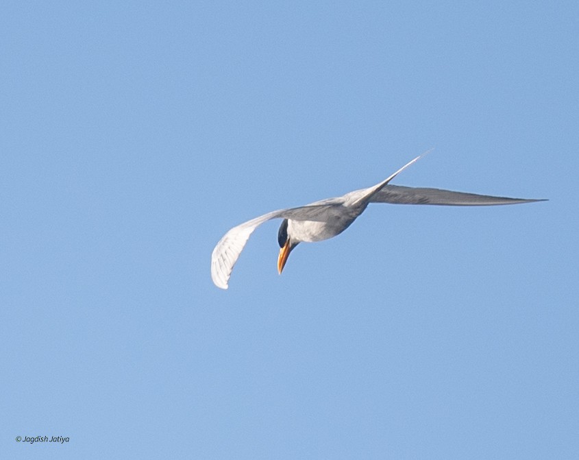 River Tern - ML646682799