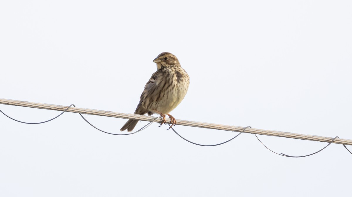 Corn Bunting - ML646682800