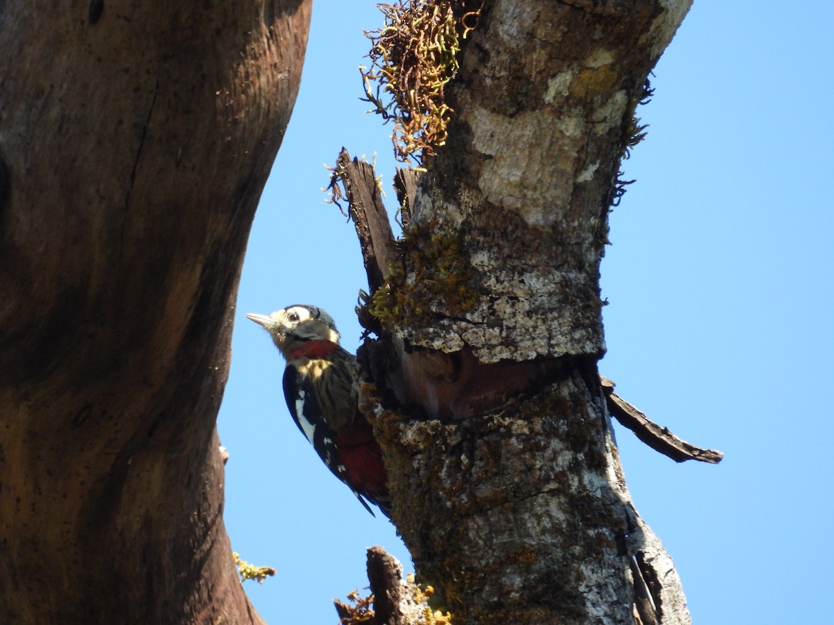 Necklaced Woodpecker - ML646682802