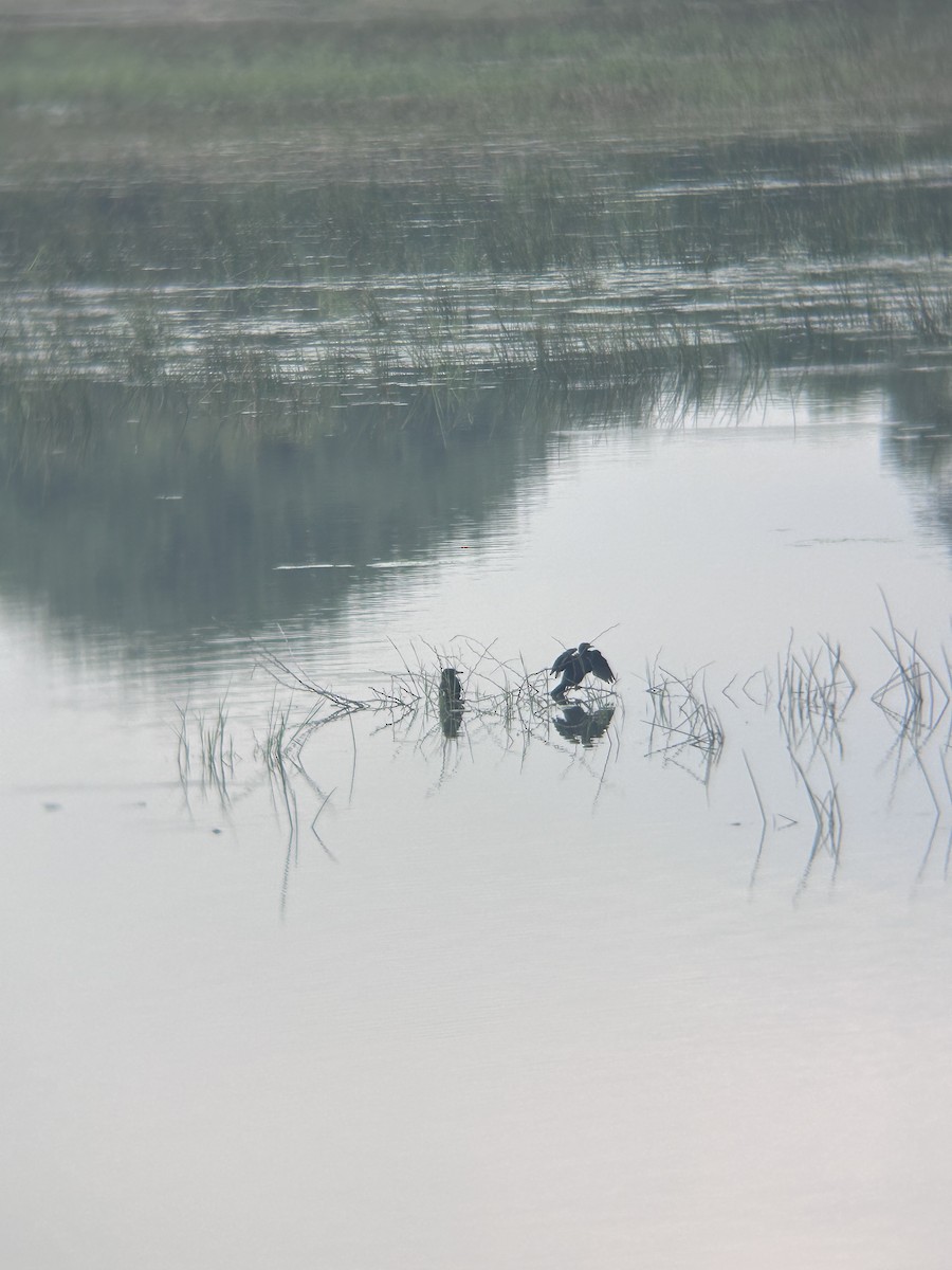 cormorant sp. - ML646682803