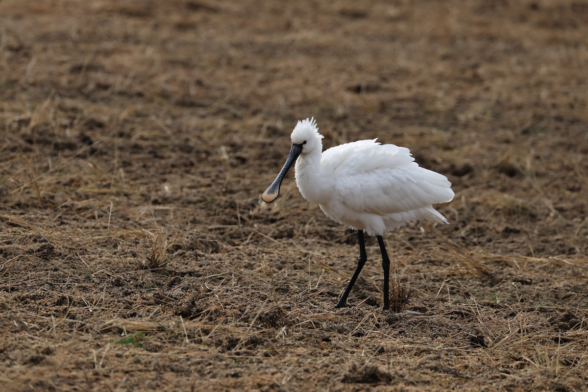 skjestork - ML646682804