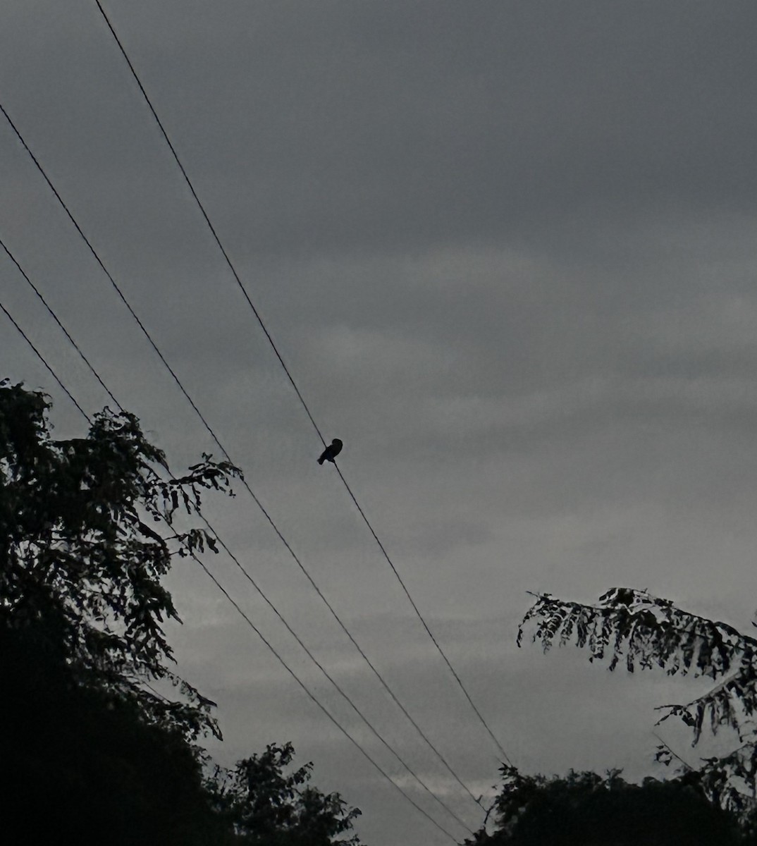 Spotted Owlet - ML646682807