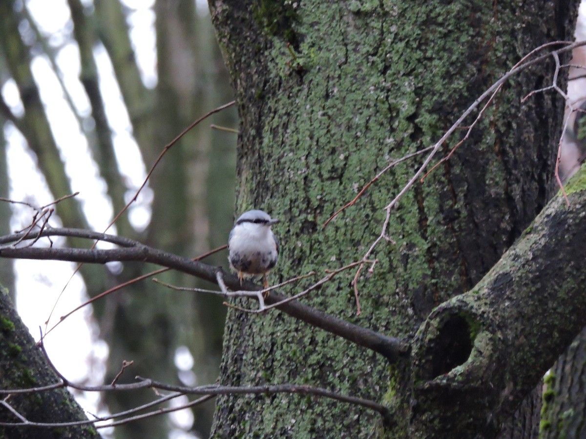 Garrapo eurasiarra - ML646682808