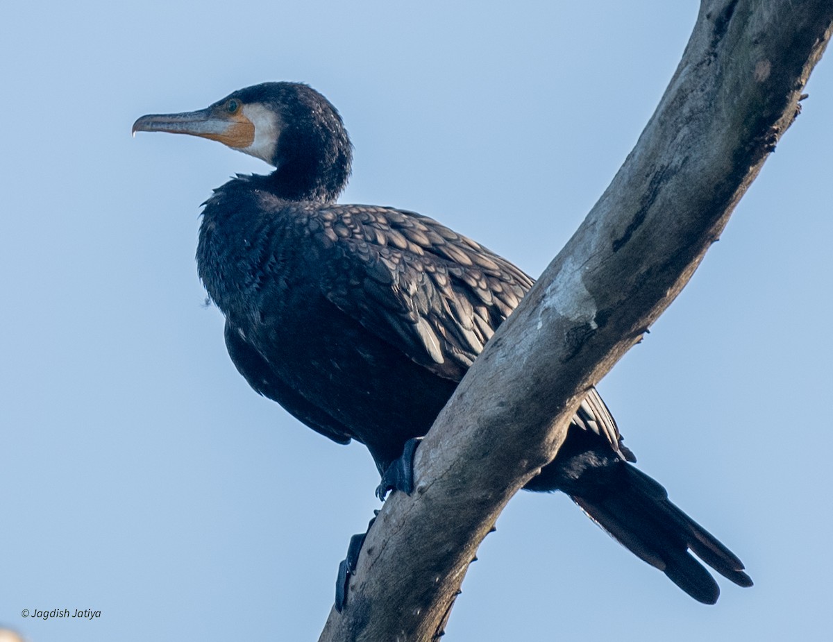 Great Cormorant - ML646682809
