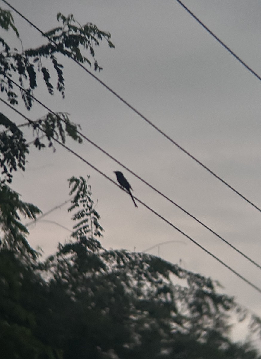 Black Drongo - ML646682810