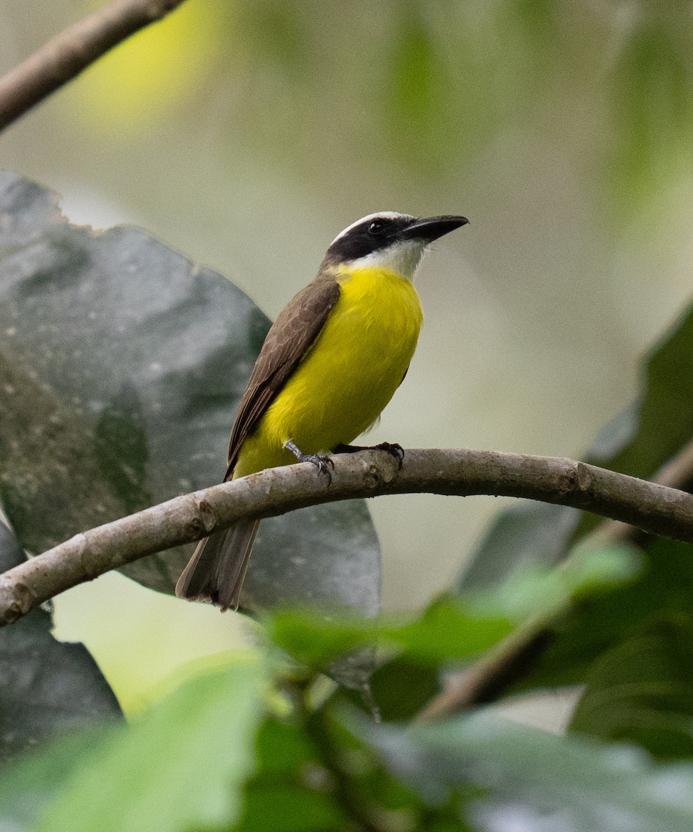 Пітанга-великодзьоб - ML646682811