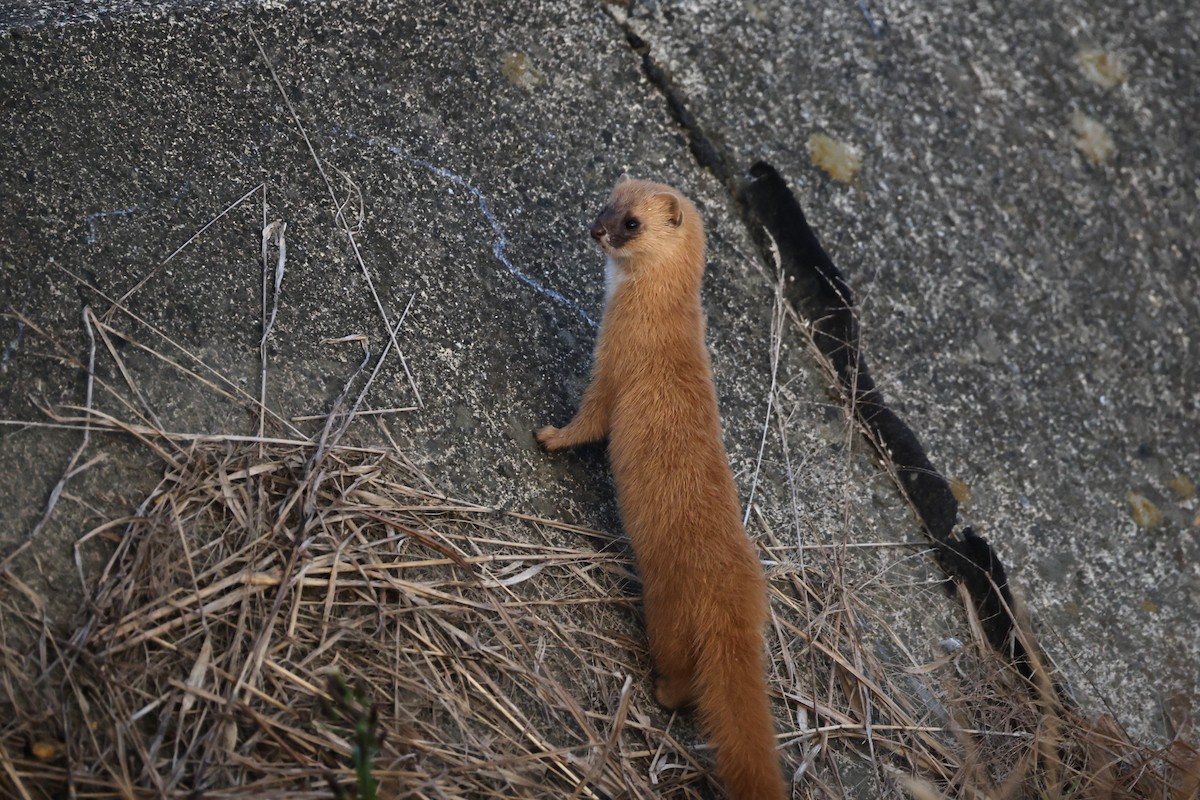 Animals - ML646682821