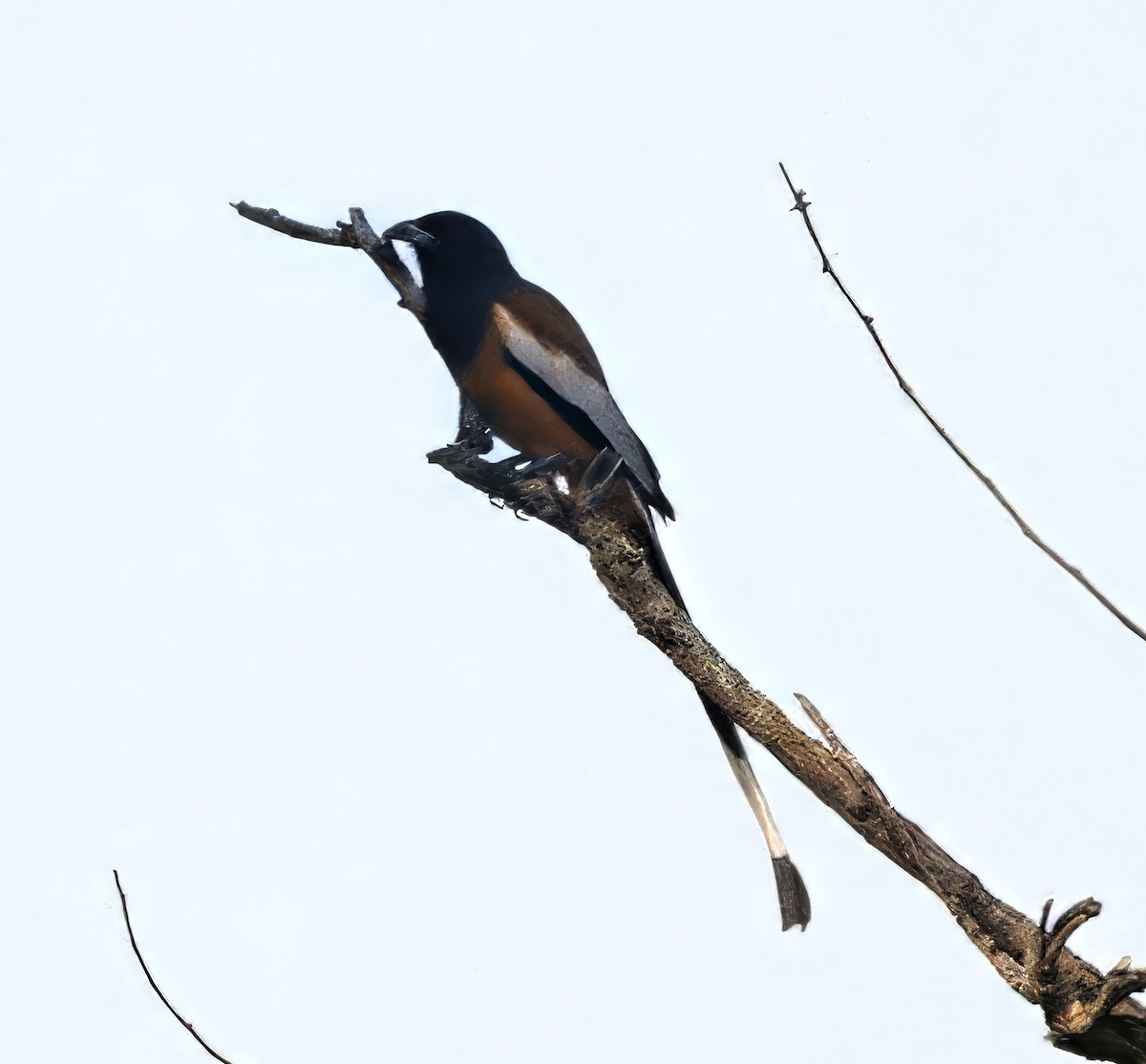 Rufous Treepie - ML646682824