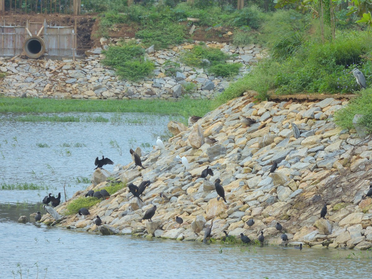 Great Cormorant - ML646682826