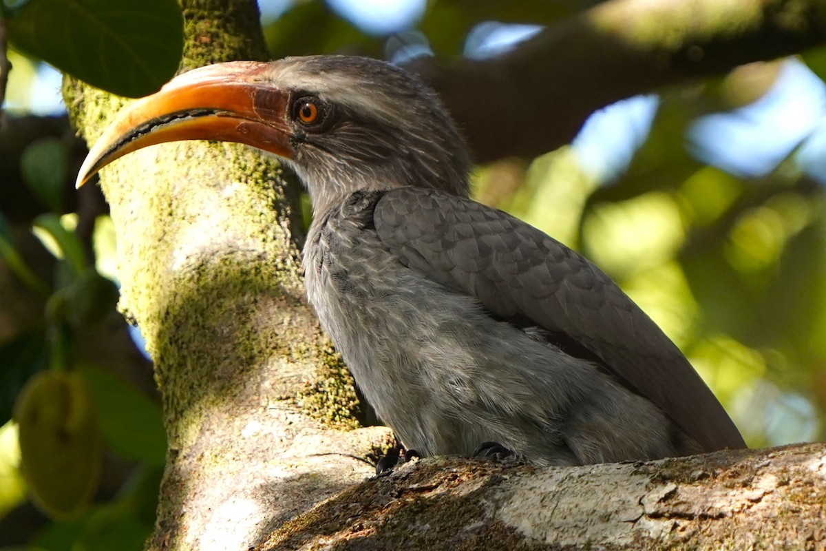 Grauhornvogel - ML646682827