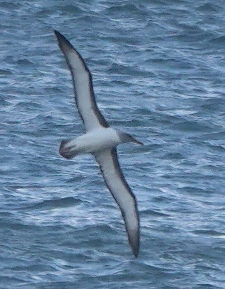 albatros Bullerův - ML646682839