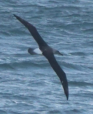 albatros Bullerův - ML646682847