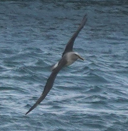 albatros Bullerův - ML646682849