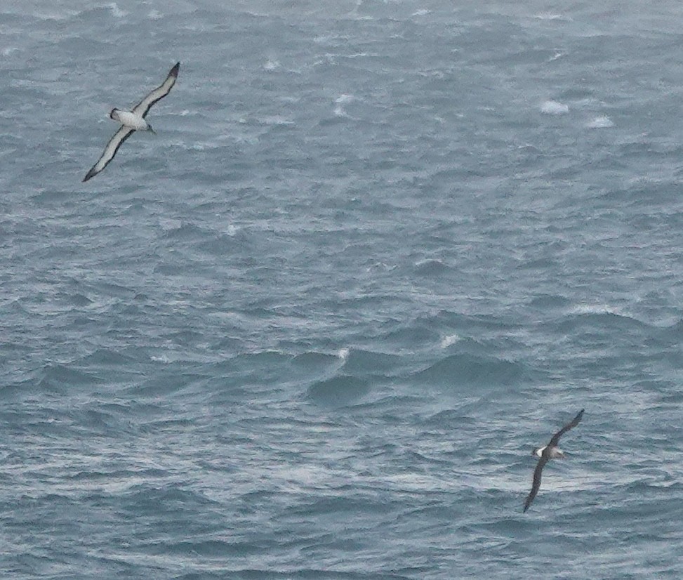 albatros Bullerův - ML646682850