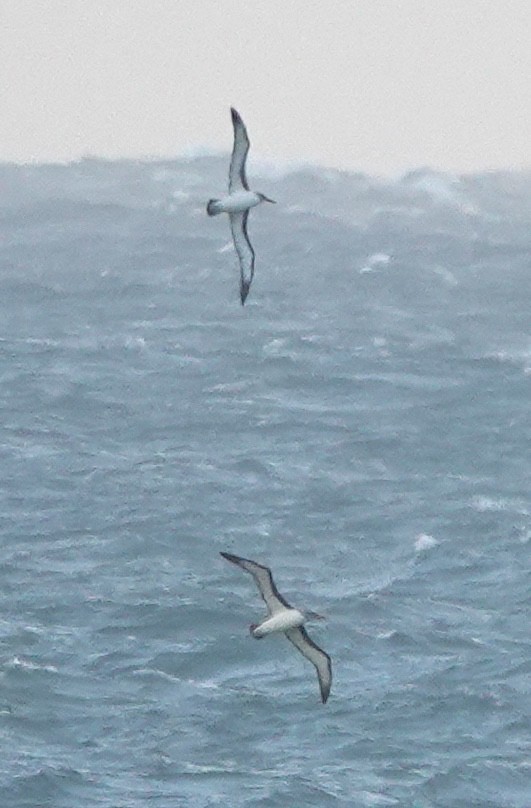 albatros Bullerův - ML646682853