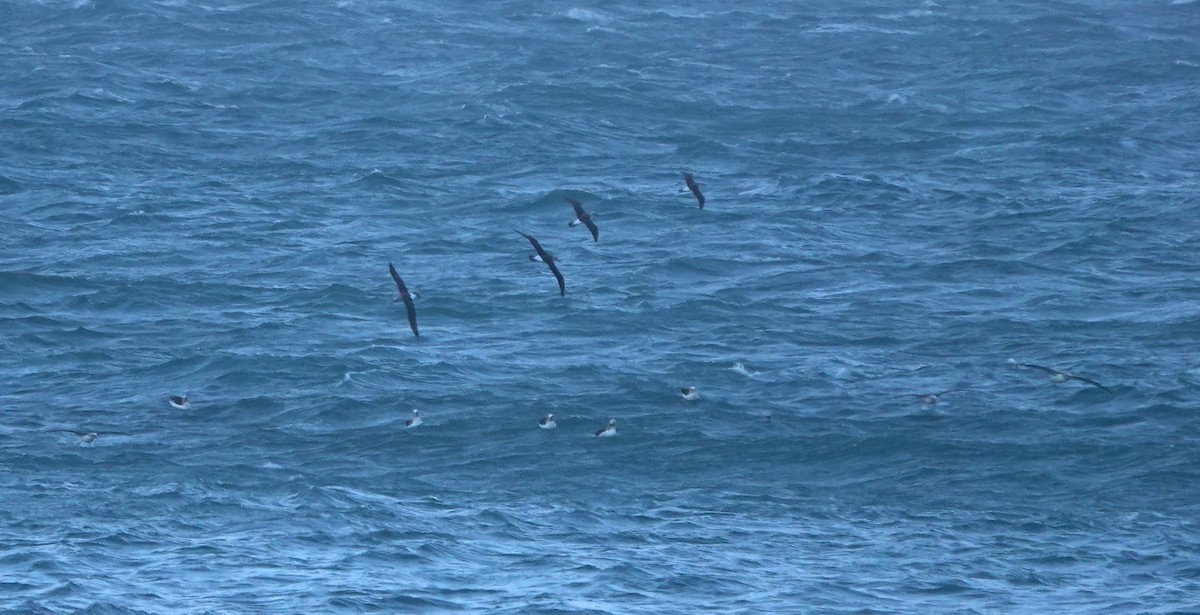 albatros Bullerův - ML646682854