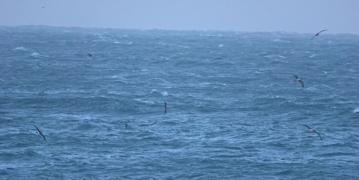 albatros Bullerův - ML646682855