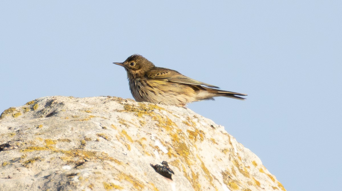 Meadow Pipit - ML646682864