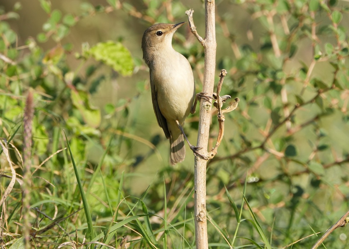 Берестянка мала - ML646682865