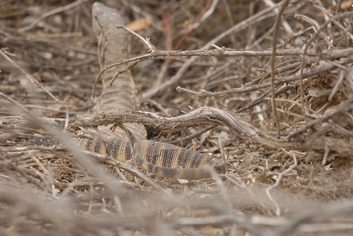 Heath Monitor - ML646682874