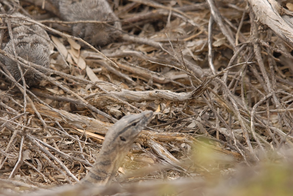 Heath Monitor - ML646682875